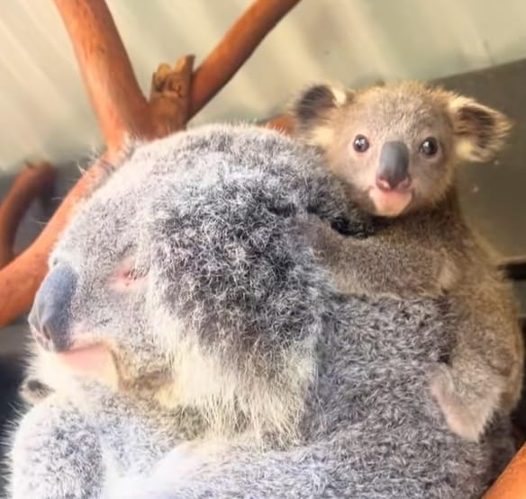 Koaljoey
